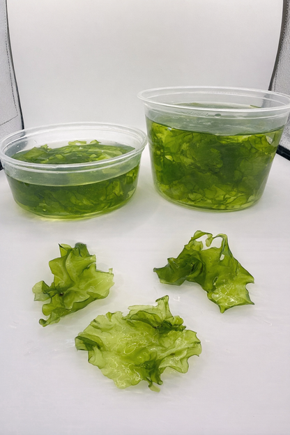 Live Ulva Sea Lettuce Macroalgae-Fast Growing Nutrient Export-Refugium Tank