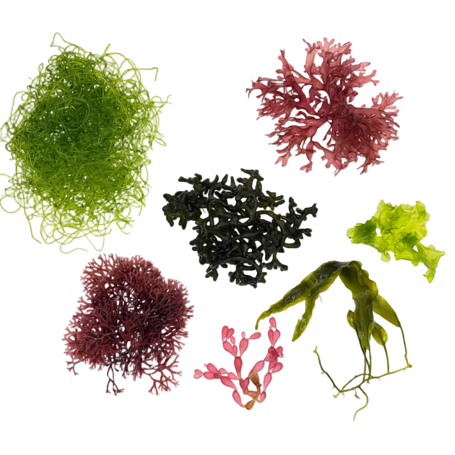 7 Species Macroalgae Frag Comb Pack