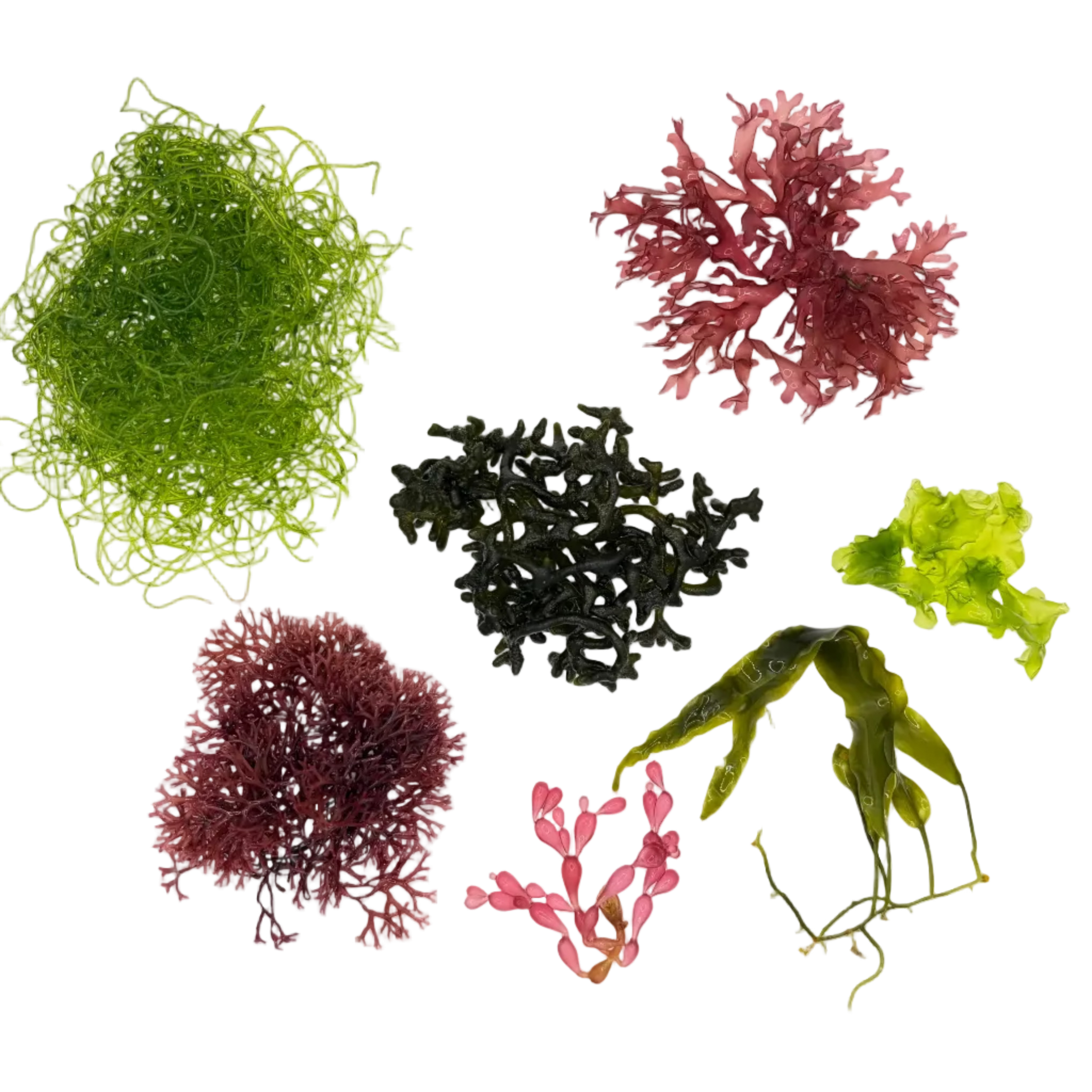 Macroalgae & Live Rock