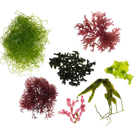 7 Species Macroalgae Frag Comb Pack