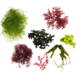 7 Species Macroalgae Frag Comb Pack