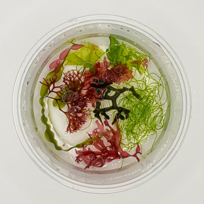 7 Species Macroalgae Frag Comb Pack