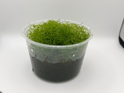 Chaetomorpha Macroalgae (Chaeto)-Healthy Refugium Algae