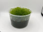 Chaetomorpha Macroalgae (Chaeto)-Healthy Refugium Algae