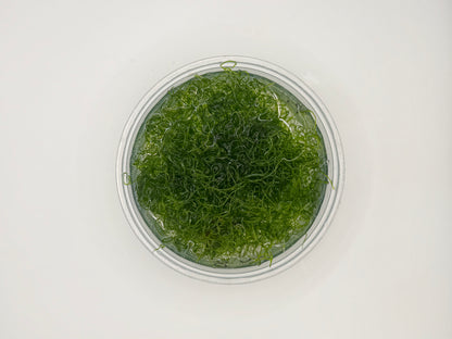 Chaetomorpha Macroalgae (Chaeto)-Healthy Refugium Algae