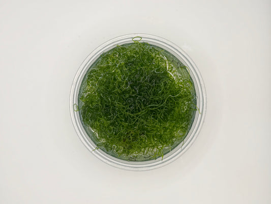 Chaetomorpha Macroalgae (Chaeto)-Healthy Refugium Algae