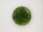 Chaetomorpha Macroalgae (Chaeto)-Healthy Refugium Algae
