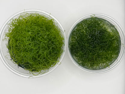 Chaetomorpha Macroalgae (Chaeto)-Healthy Refugium Algae