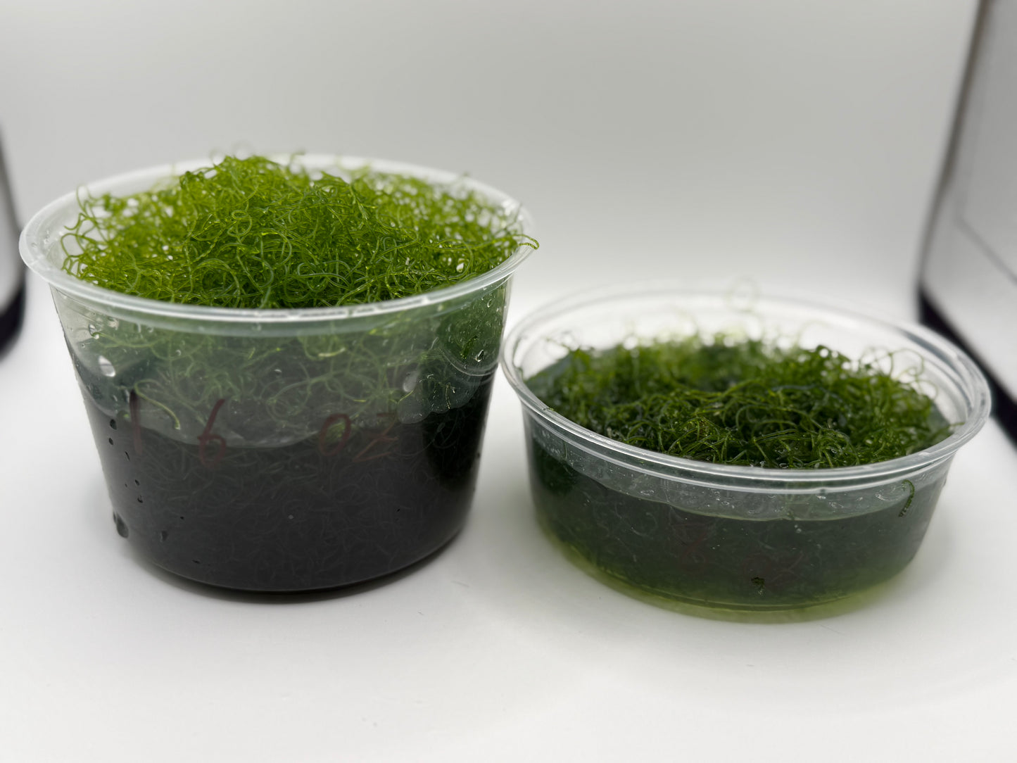 Chaetomorpha Macroalgae (Chaeto)-Healthy Refugium Algae