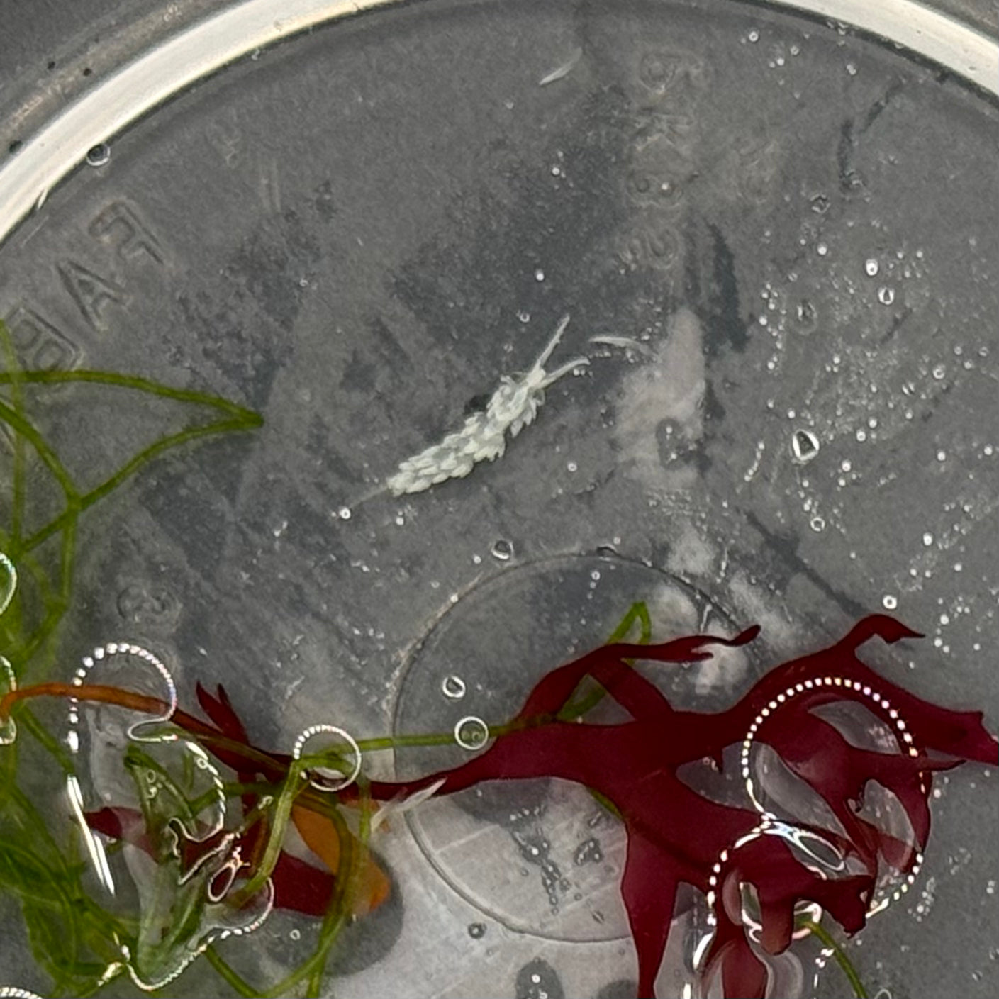 Nudibranch Large shipping order test