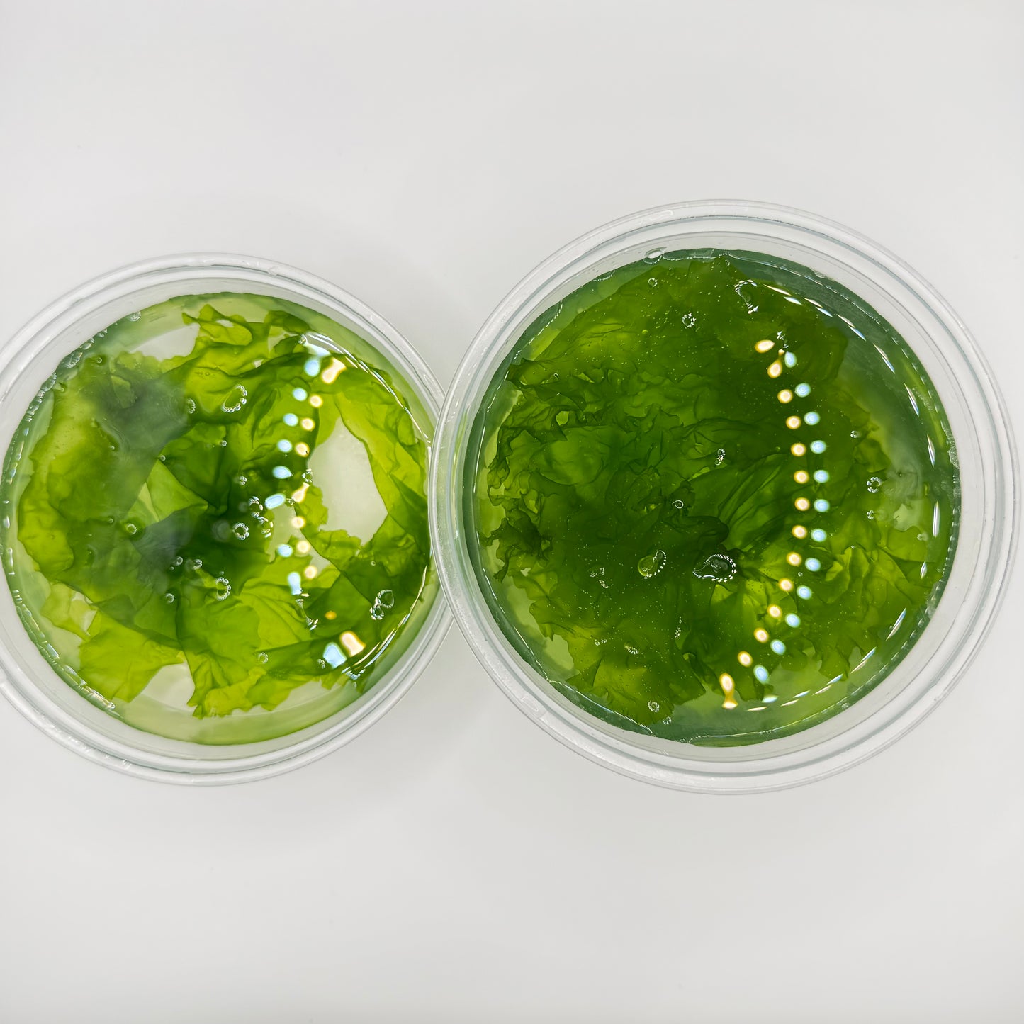 Live Ulva Sea Lettuce Macroalgae-Fast Growing Nutrient Export-Refugium Tank