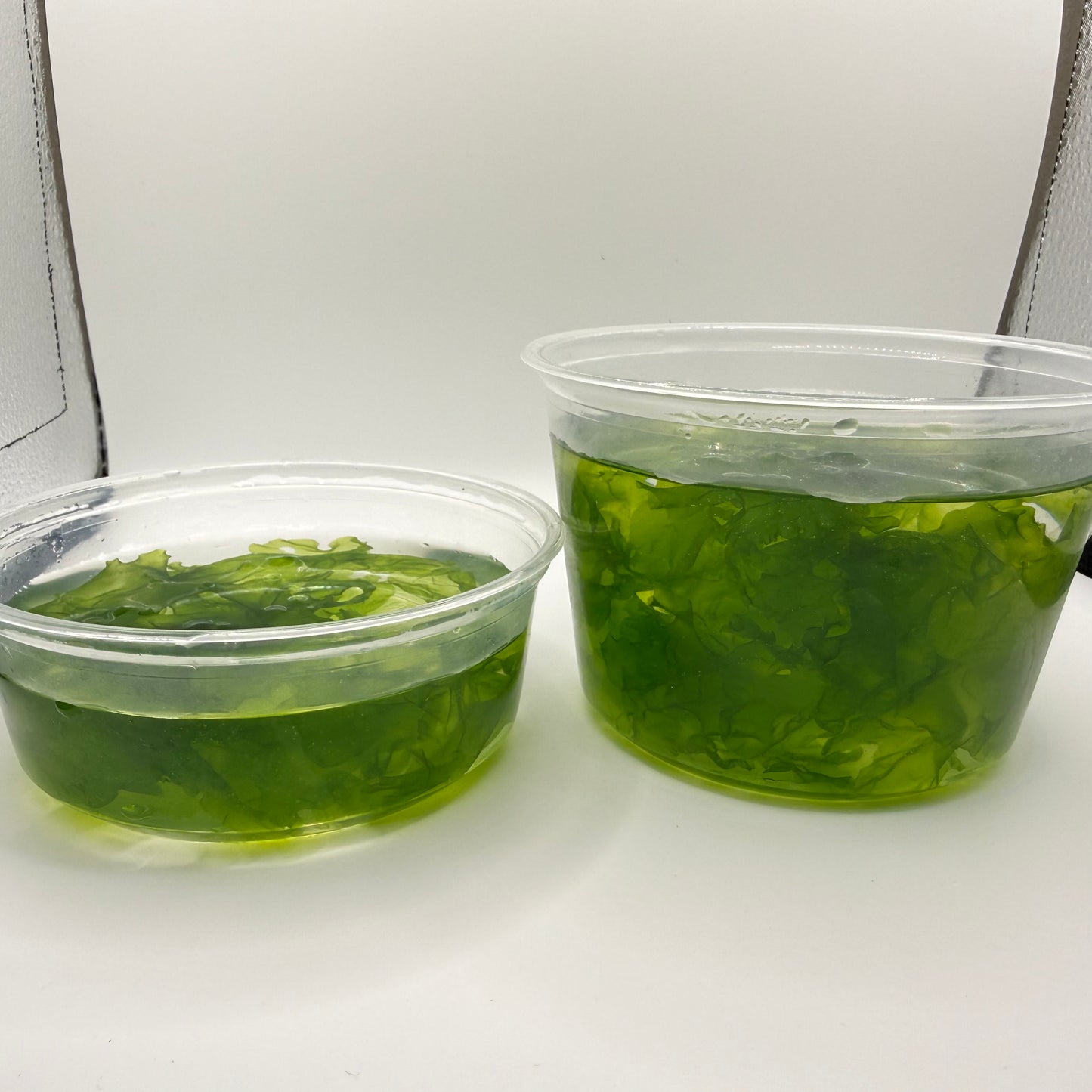 Live Ulva Sea Lettuce Macroalgae-Fast Growing Nutrient Export-Refugium Tank