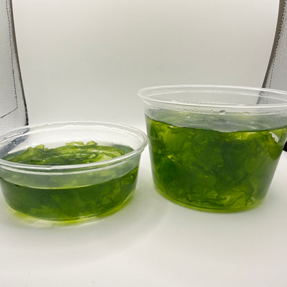 Live Ulva Sea Lettuce Macroalgae-Fast Growing Nutrient Export-Refugium Tank